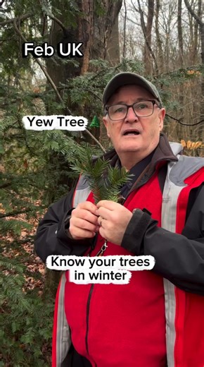 Know your trees in winter (yew tree)