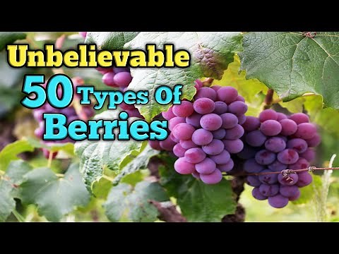 All types of berries in one video | 50 types of berries | Good Food for healthy mood | Berry special