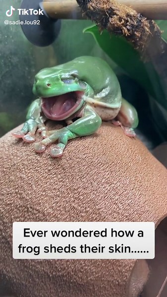 sadie.dobson on TikTok