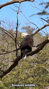 24K views · 1.7K reactions | Smokies wildlife #ilovethesmokies #greatsmokymountains #greatsmokymountainsnationalpark | I Love The Smoky Mountains | Facebook