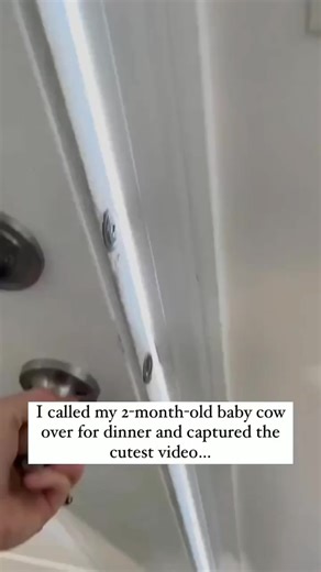 Her little run was so cute 😭 📸Credit : Viralhog DM For Removal, no copyright infringement intended! 🙏🙏 #cow #cows #babycow #cowappreciationday #cowsofinstagram #cowselfie #cowstagram #ilovecows #cowlove #cowlife #happycow #happycows #calf #calvesofinstagram #calves #moo #highlandcow #cattle #heifer #highlandcattle #farmer #farmers #farmanimals #animalfarmcute | The Cows