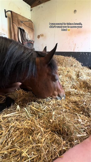 Tired boy 🥹 #fyp #hearthorse #newforestpony #dennyshantytown #geldingsoftiktok #horsegirlvibes #equestrian #equine #viralvideos #horses #ilovehorses #horsetok