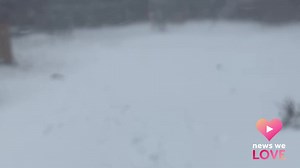 C'mon Pretzel, if you're gonna run away with the shovel on blizzard clean-up day, don't just smile - start shoveling! 😬😂🐶❄️ https://on.wcvb.com/3rZme8t | WCVB Channel 5 Boston