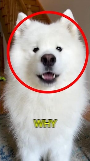 Why Do Dogs Howl? #shorts