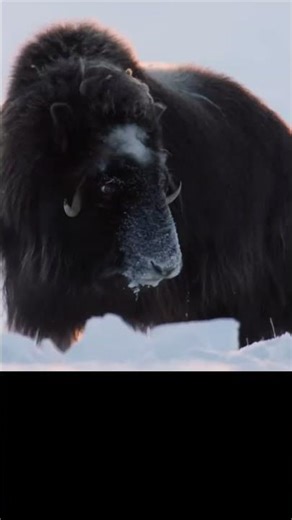 Wolves Hunting Buffalo 3