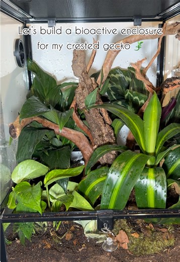 Building a bioactive enclosure for my crested gecko Chai! 🦎💚 #crestedgecko #bioactive #bioactivevivarium #terrarium #reptiletok