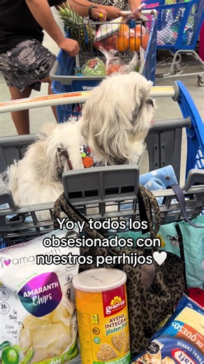 Mi Shih Tzu: La Mejor Decisión de Mi Vida