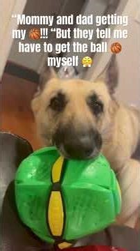 Legend can’t get his ball under table he needs help from his momma and dad#legendfamily2525