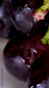 Grapevine growth set of elements, Planting process of grape from seeds, bud break, flowering, fruit set, veraison. harvest ripe grape bunch.