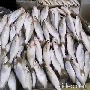 2.9K views · 29 reactions | #Kuwait #Fish Market - Meid Fish 1kg for KD1.750 | Arab Times Kuwait | Facebook