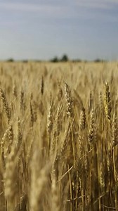 Prosaro® PRO enhances yield potential and grain quality even under high disease pressure. | Bayer Crop Protection U.S.