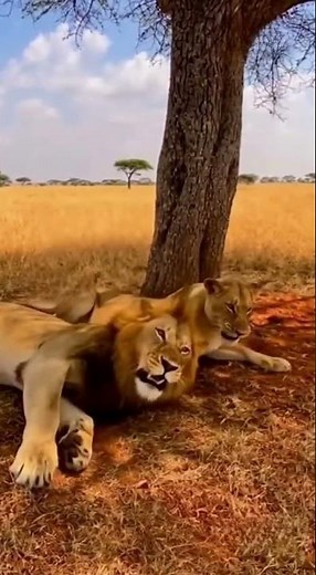 WARTHOG VS LION 🦁 FUNNY MOMENTS 😂