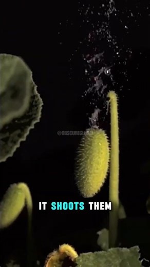 This Plant Explodes and Shoots Seeds 😳 #shorts #facts #plants