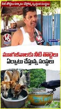 Organization Sets Up Water Troughs for Animals to Protect Them from Heatwave Impact | V6 News