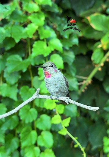 Juvenile Male Anna’s Hummingbird ✨ #hummingbirds #annashummingbird Real video. No Ai. . Share this video with friends and family to spread the joy of hummingbirds ✨ . . © All rights reserved. Don’t use without permission. . . . #nature #asmr #fyp