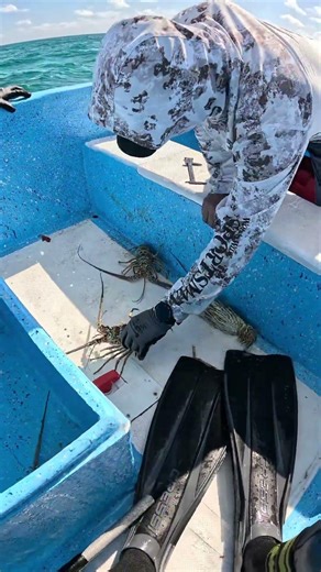clasificación de langosta 🦞 #fishing #fypシ゚viral #gopro #goprolifestyle #dlan #pescasub