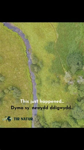 Tir Natur | ✨ This just happened. 📰 We have secured 1,195 acres in the Elenydd (Cambrian Mountains), and launched an appeal to create Wales’s largest... | Instagram