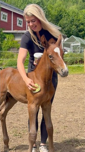 How we protect our foal from insects🦟 #shorts #horse #summer