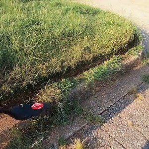 7.3K views · 176 reactions | 2 Months Without Mowing A Satisfying Experience with Perfect Results! | Lawn Care Services | Facebook