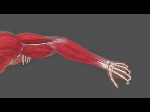 Blender X-Muscle System arm muscle deformation test