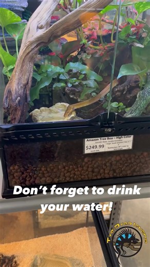 2.7K views · 43 reactions | Our Amazon Tree Boa is being very responsible and staying hydrated today!   Snakes look so elegant when they’re drinking, don’t they? #refreshing #water #stayhydrated #drinkwater #snake #boa #snakes #cutepets | The Tye-Dyed Iguana | Facebook