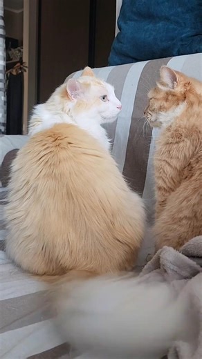 The Losing Cat Has To Lie Down #shorts #mycatregion #catbattle