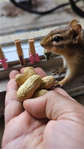 Quick pick #tinythechipmunk #cute #chipmunk