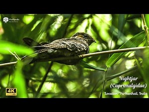 Nightjar Bird Perching and Flying in Purbasthali | Stunning Nature Video in 4k
