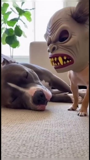 DON’T CLICK THE SOUND 💀