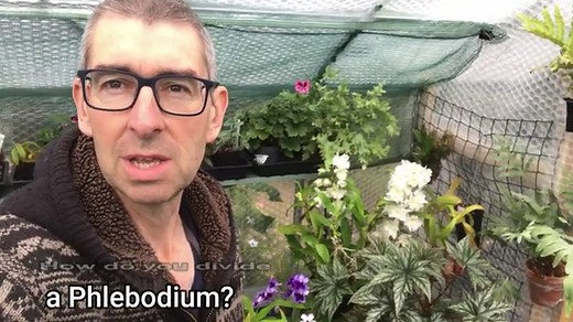 BLUE STAR FERN REPOTTING AND DIVIDING