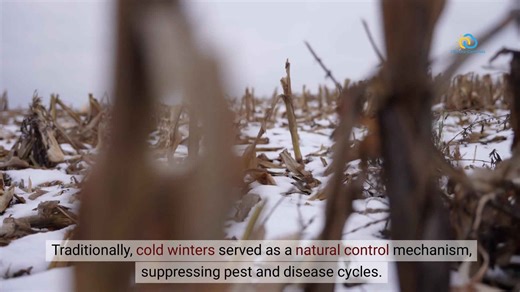 How Climate Change Is Leading to the Spread of Crop Diseases