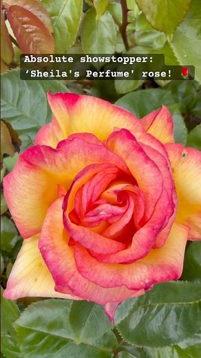 This Rose Doesn’t Even Look Real! 🌹 #gardening