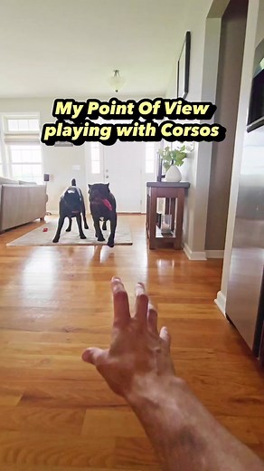 Bruce Wayne The Dog on TikTok