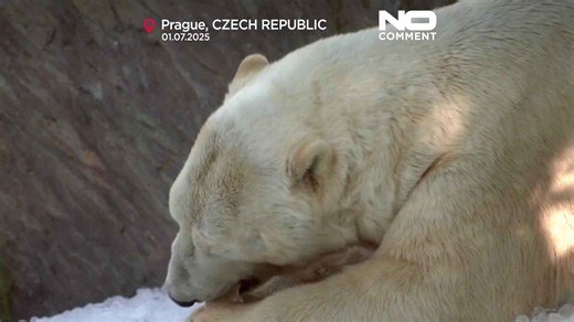 Prague Zoo uses tonnes of ice to cool animals during heatwave