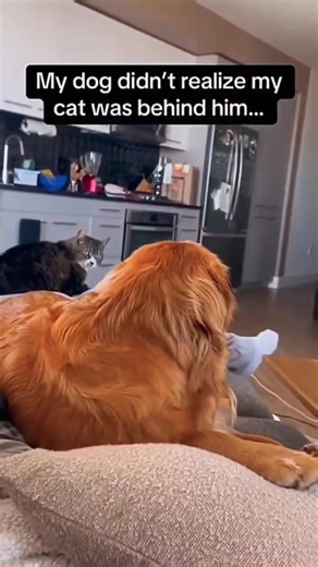 Dog and Cat Best Friends Playing