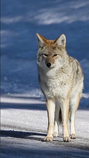 How to help deer survive the winter
