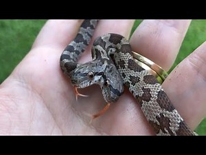 Louisiana Mom of 3 Adopts Rare 2-Headed Snake She Calls 'The Twins'