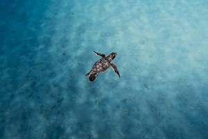 GoPro Underwater Filming Tips  — All Blue Creatives