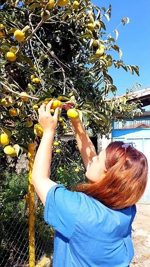 Harvesting Green Persimmons 🍊 | Early Autumn Vibes in the Garden