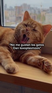 Los gatos dan toxoplasmosis”… 🤦🏻‍♀️ Antes de repetirlo, infórmate. La probabilidad de contagio directo por un gato es mínima si hay buena higiene. De hecho, es más común contaminarse por vegetales mal lavados o carne mal cocida. El problema no son los gatos, es la desinformación. 🐾 Cuidarlos bien, mantener limpio su arenero y lavarte las manos es más que suficiente para convivir tranquilos y seguros. Si amas a tu michi y quieres aprender a cuidarlo con información real y basada en hechos, mi 