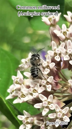 Common milkweed 1 (Asclepias syriaca)