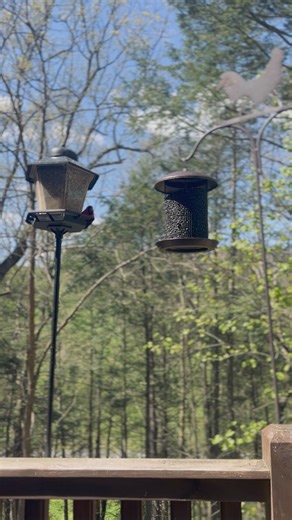 “Can’t you hear those birdies singin’ Their sweetest melodies are ringin’ Welcome Springtime! Beautiful Springtime!” 🐦🎶🤍 | Dan & Amanda