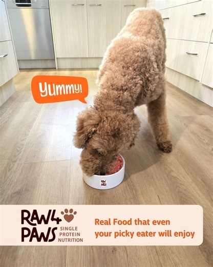 You know the feeling when you finally found a food your dog really likes and it's even good for them. Real, clean, healthy, single protein, Raw 4 Paws 🐕🐾👌❤️ http://www.raw4paws.com.au/ | Raw 4 Paws Australia