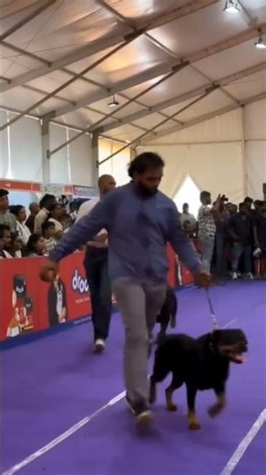 Rottweiler speciality show 🔥🔥 #trending #viralvideo #dogs #shortvideo #dogshorts