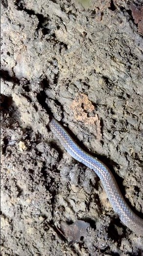 幻のミヤコヒメヘビ #宮古島 #ヘビ #爬虫類 #沖縄 #生物観察