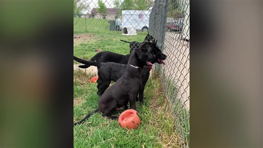 We have puppies for adoption. ❤️ 🐾 All puppies are neutered/spayed, microchipped, and vaccinated. Adoption Fee is $280 per puppy. We are non-breed specific. Come adopt a puppy today! | SPCA of Southwest Michigan