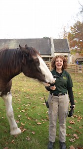 His name is Fergus, he's a Clydesdale, and he's a good boy. What more can we ask? 😌 | Busch Gardens Williamsburg