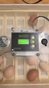 29K views · 234 reactions | Candling our chicken eggs to see if they’ll hatch tomorrow! | Growithjessie | Facebook