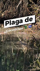 1.1M views · 35K reactions | Los Cocodrilos  y Manglares de El Salvador  , HAY PLAGA? Vamos a la Barra de Santiago en Ahuachapan a conocer el canal del Zapatero, donde veremos cocodrilos gigantes como “El Niño” muchas aves y aprenderemos sobre el bosque salado no olvides seguirme para el tutoríal en bus #naturaleza #animales #cocodrilos #manglares #elsalvador #barradesantiago #paratiiiiiiiiiiiiiiiiiiiiiiiiiiiiiii #reptile #cocodrilo | El emerboss | Facebook