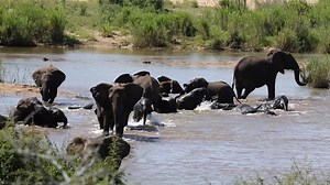 91K views · 4.9K reactions | Watch these Elephants rush the river and have a splash party at Kruger National Park, South Africa. #nature #wildlife #safari #animals #amazing | Wildest Kruger Sightings | Facebook